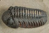 Very Nice Morocops Trilobite - Foum Zguid, Morocco #261845-2